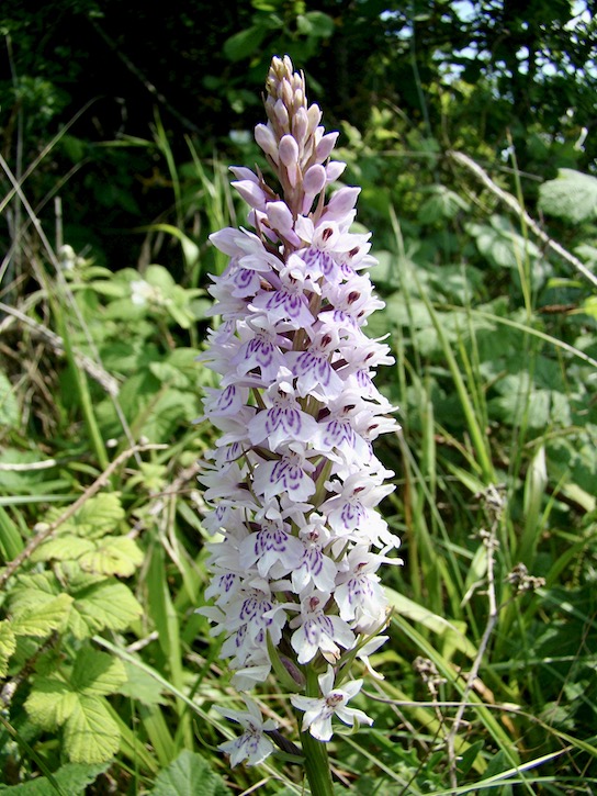 common spotted